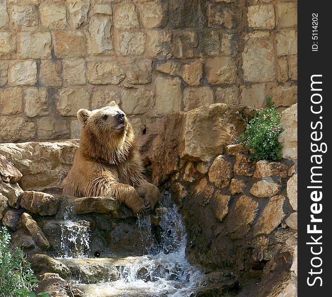 Brown bear bathing in stream