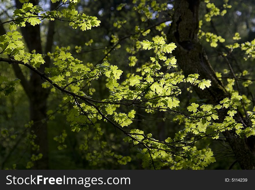 Back Lit Leaves