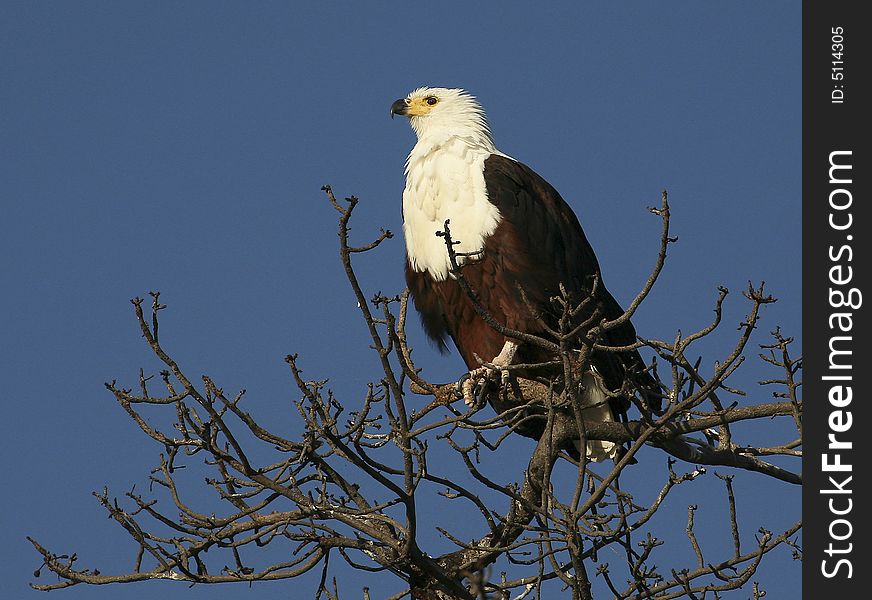 Fish Eagle in the Okavango Delta, Botswana, Africa