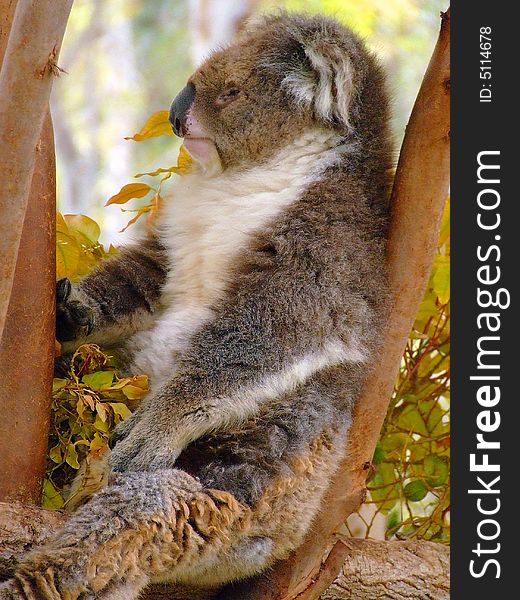 Koala Bear sitting on a tree