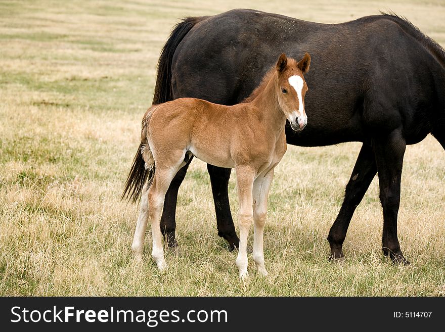 Quarter horse foal