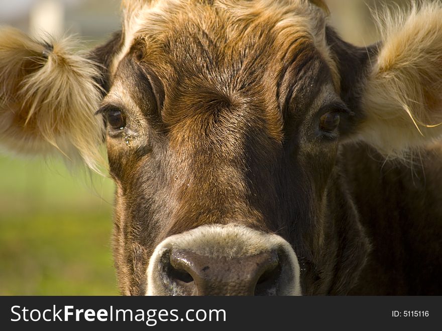 Cow close up with head cropped in frame. Cow close up with head cropped in frame