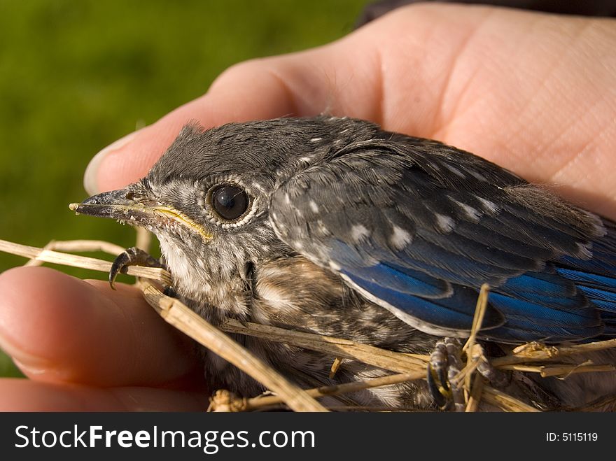 A fledgeling bluebird in the hand