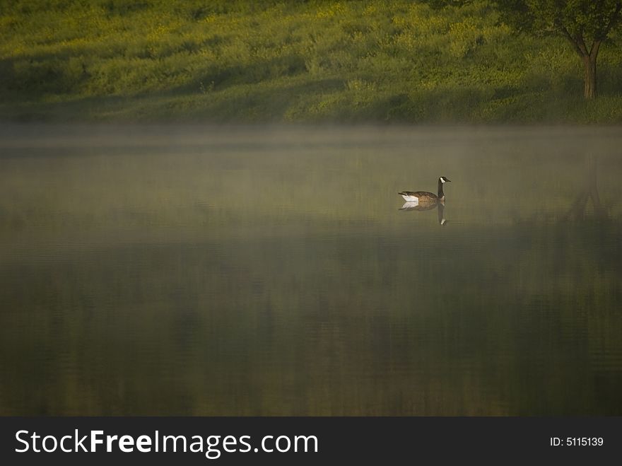 Canadian goose on still pond in the morning fog. Canadian goose on still pond in the morning fog