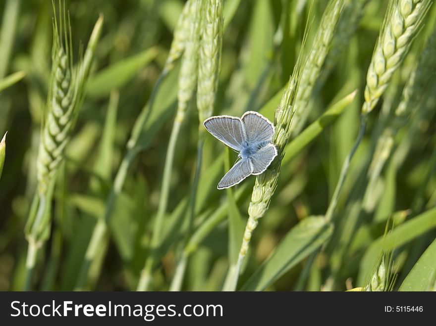Blue Butterfly in a wheat camp