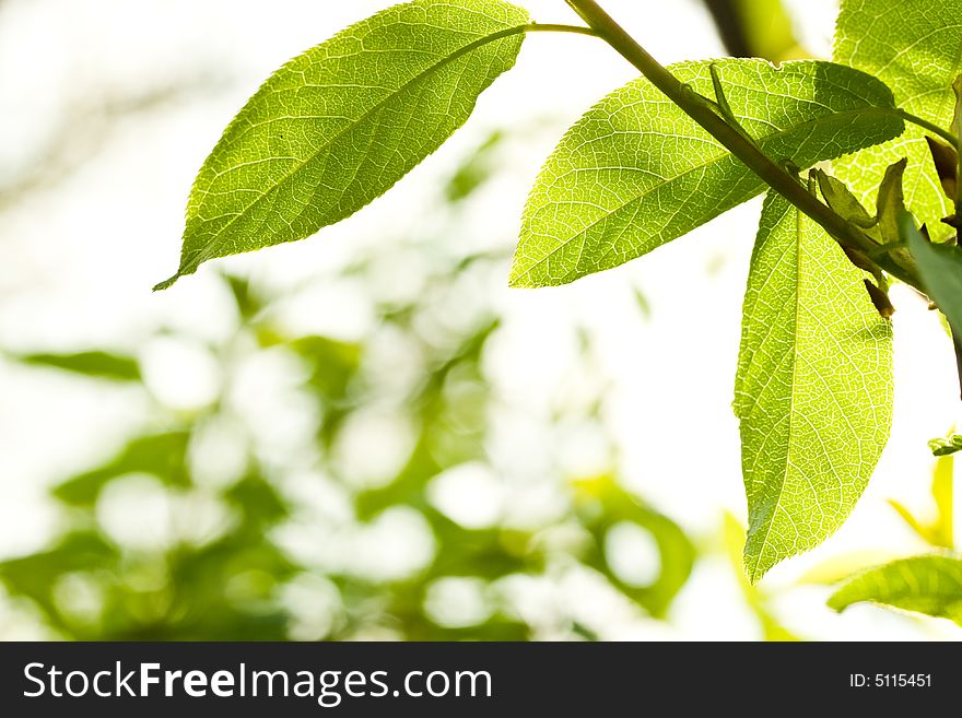 Fresh leaves in forest. Abstract background.  Selective focus.Close up.
