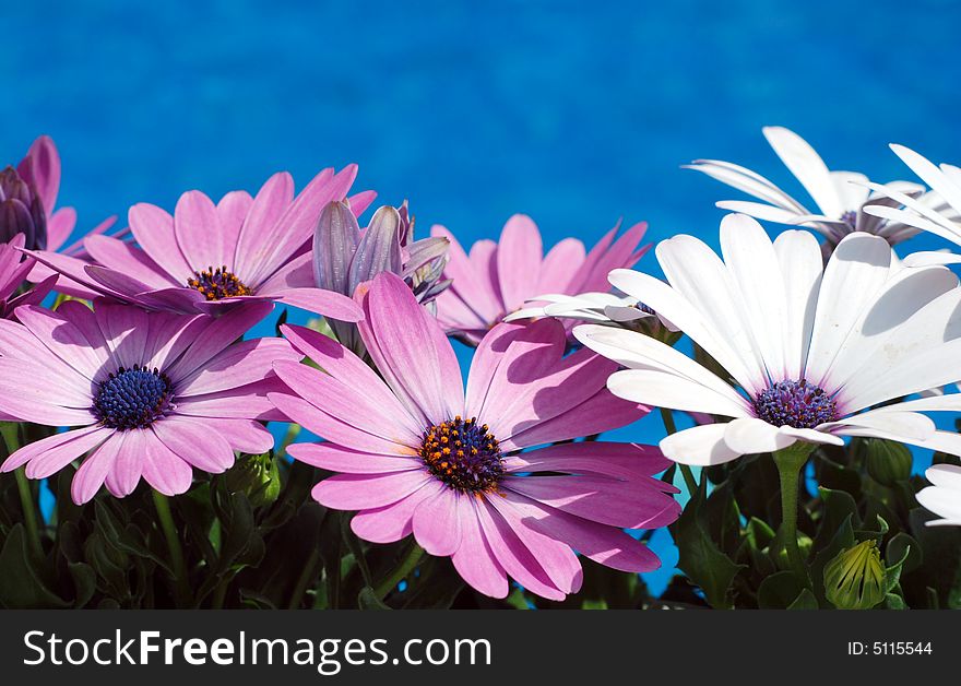 Purple and white daisy flowers near an outdoor pool. Purple and white daisy flowers near an outdoor pool
