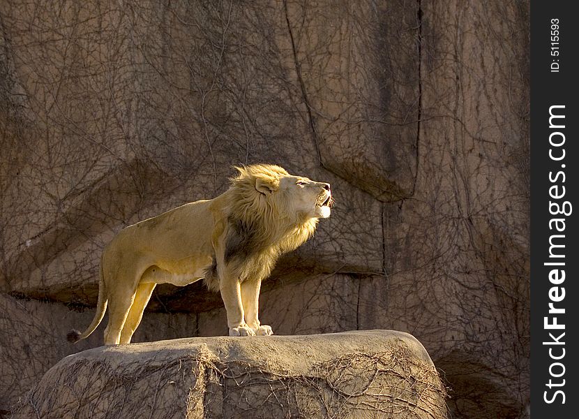 Lion growling at the Lincoln Park Zoo in Chicago. Lion growling at the Lincoln Park Zoo in Chicago.