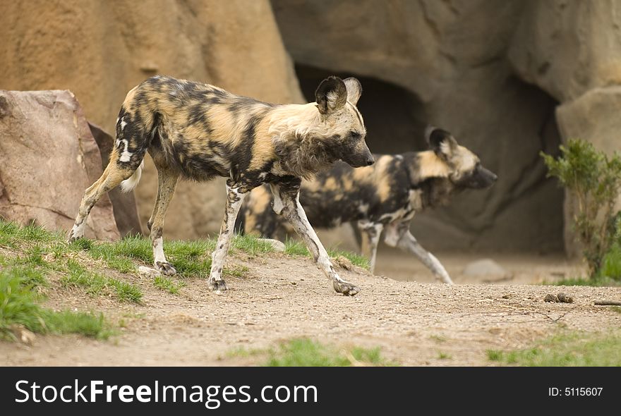 Running African wild dogs