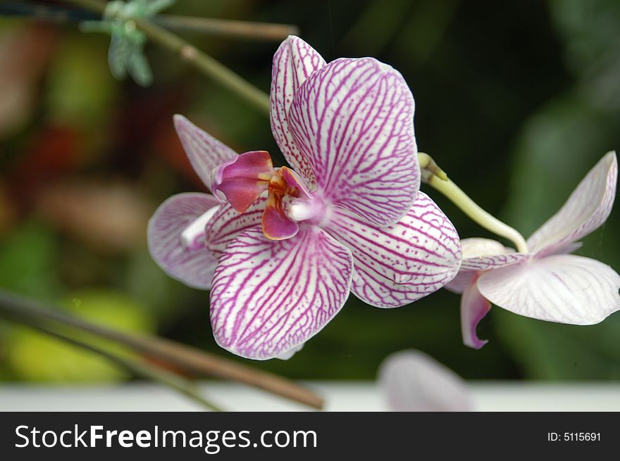 A closeup view of stripes purple orchids in a garden. A closeup view of stripes purple orchids in a garden