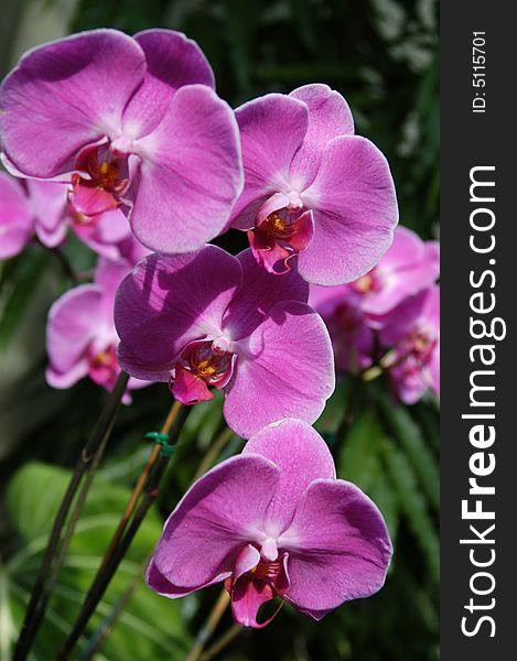 A closeup view of purple orchids in a garden. A closeup view of purple orchids in a garden