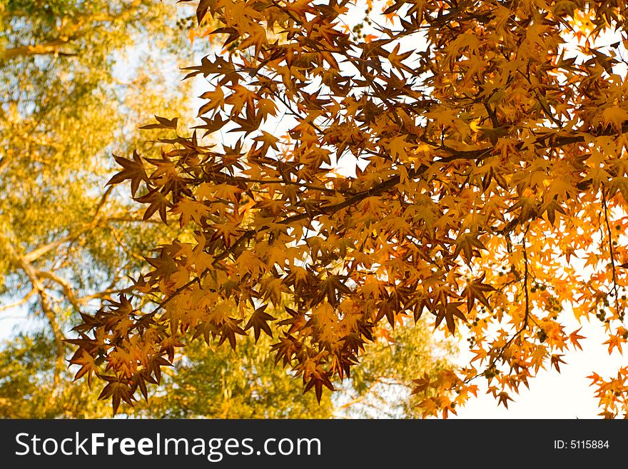 Beautiful autumn leaves backlit with copyspace. Beautiful autumn leaves backlit with copyspace