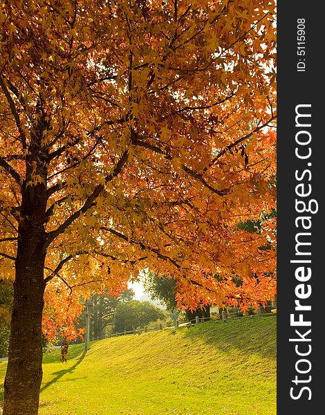 Beautiful autumn leaves park scene  with copyspace. Beautiful autumn leaves park scene  with copyspace