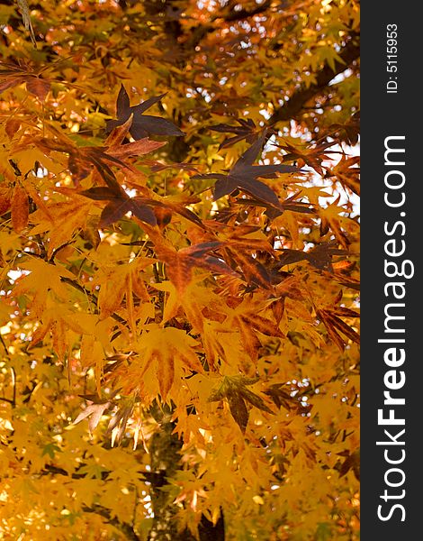 Beautiful autumn leaves backlit with copyspace. Beautiful autumn leaves backlit with copyspace