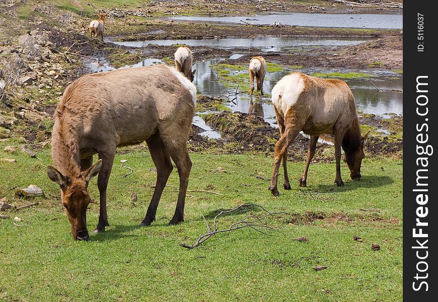 Elk grazing in a marsh land. Elk grazing in a marsh land