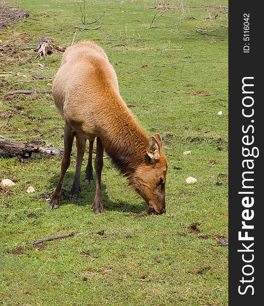 Grazing female elk in green grass. Grazing female elk in green grass