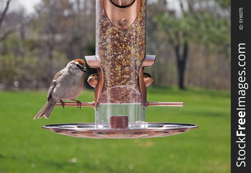 Nuthatch eating seeds from a bird feeder