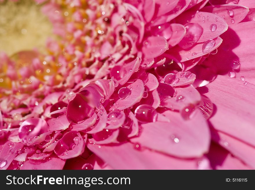 Close-up of a gerbera with water drops