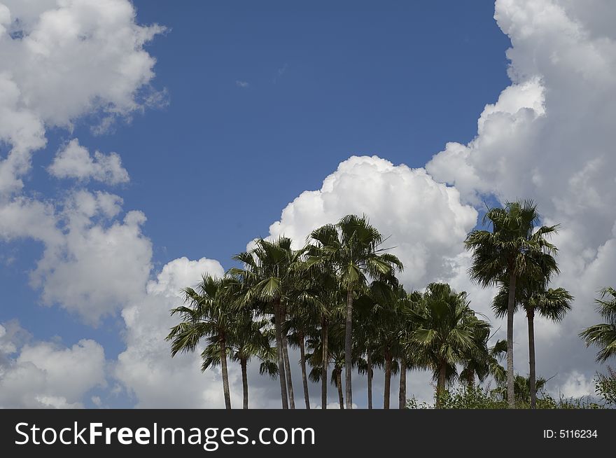 Palm trees against blue sky with white clouds