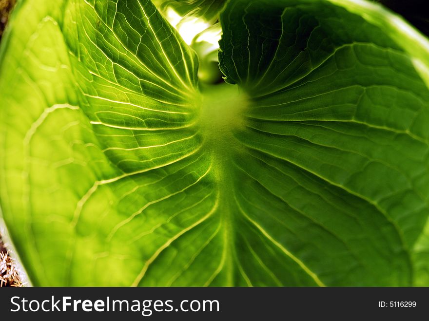 Close up of a large green leaf. Genus, unknown. Close up of a large green leaf. Genus, unknown.