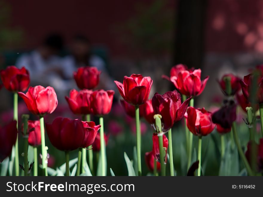 Lovers Behind Tulips