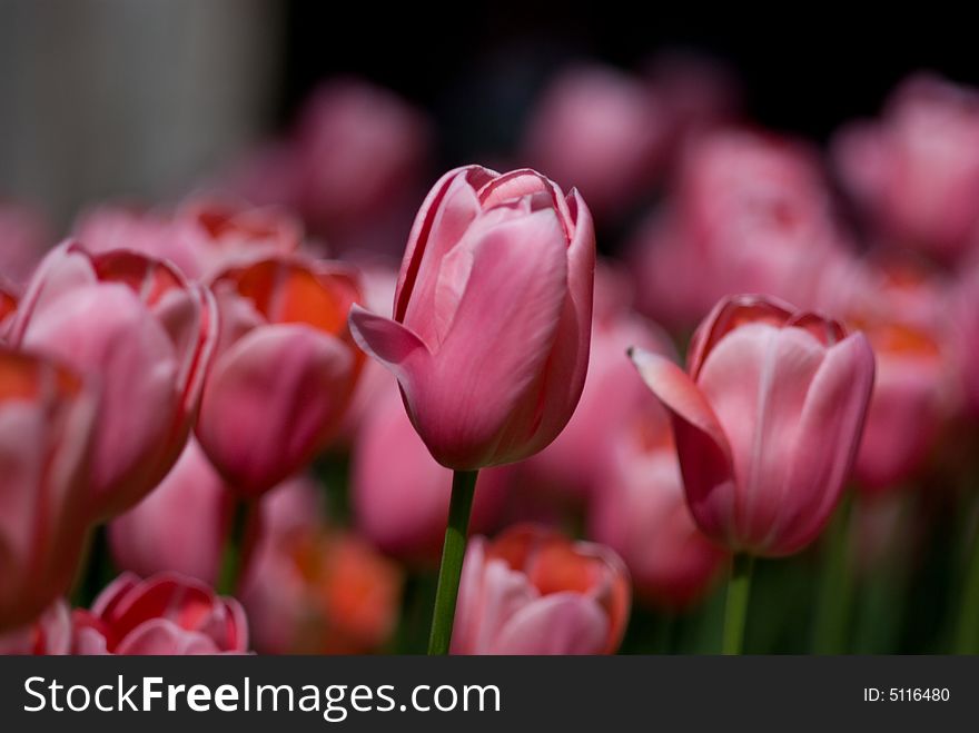 Very beautiful tulips in pink