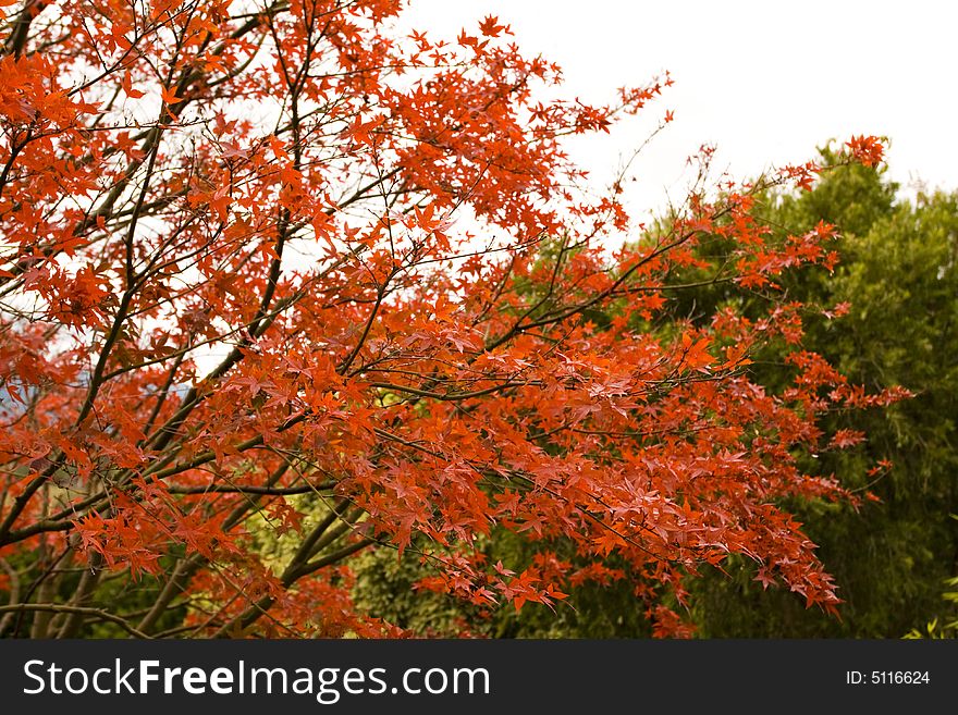 Red maple tree autumn background with space for text