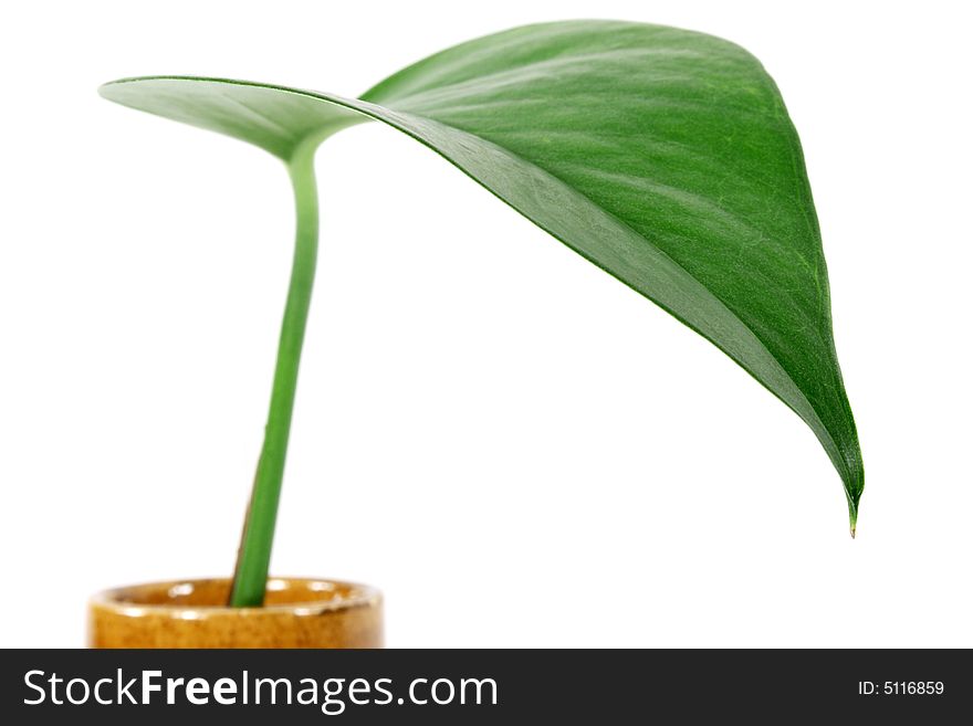 Single leaf in small pot on white background