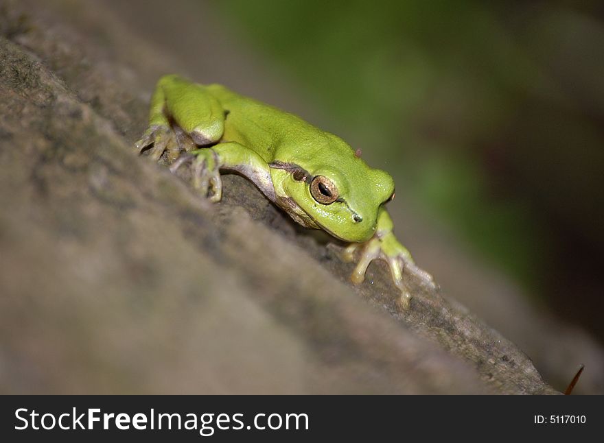 Tree-frog on the tree, small DOF