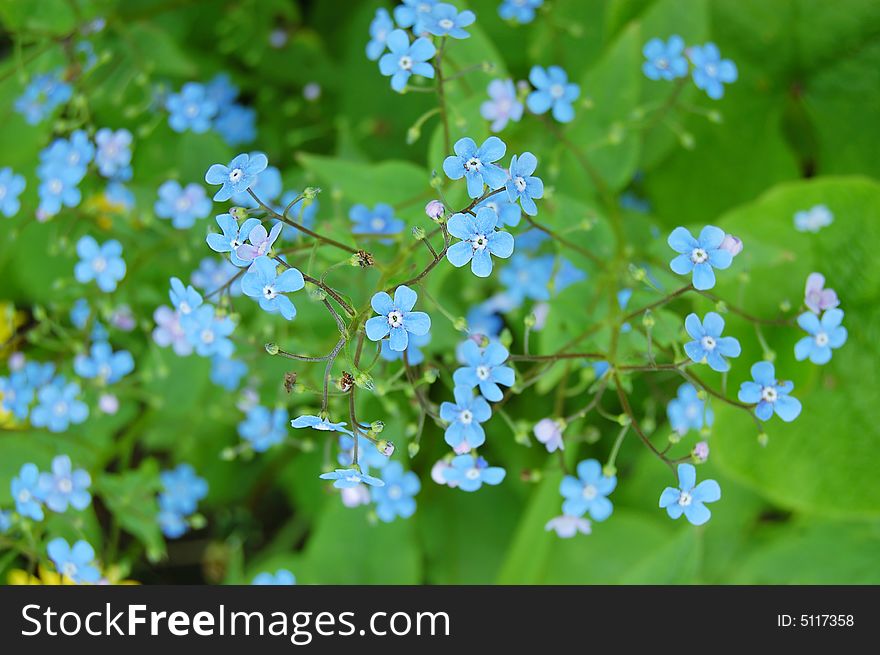 Forget-me-not flowers over green grass