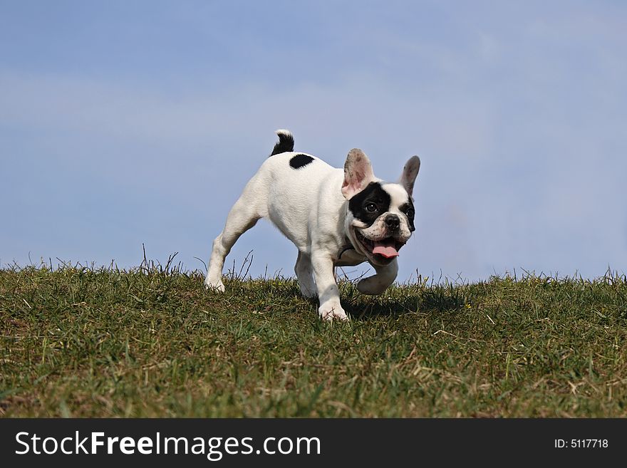 White puppy with black spots on green a meadow with blue sky