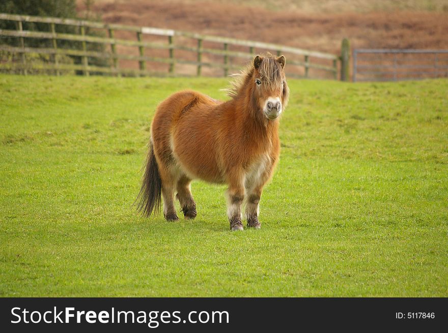 English Pony In A Field