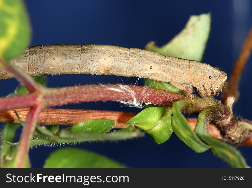 Brown caterpillar on a plant