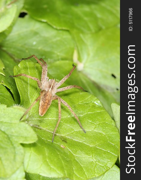 Spider On Leaf