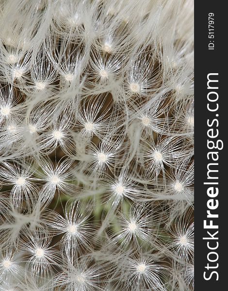 White fluffy dandelion seed background