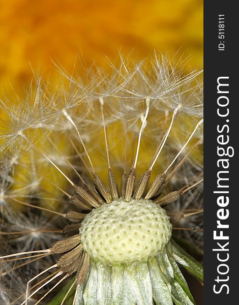 Half blown seeds on dandelion with yellow background