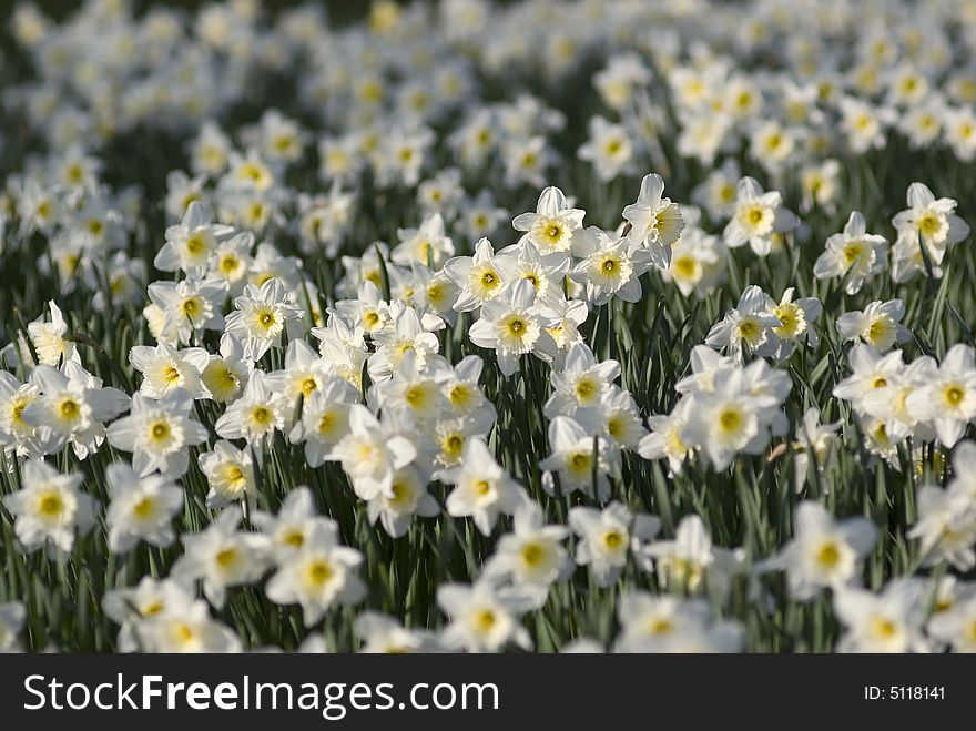 Field of white daffodils with narrow depth of field.
