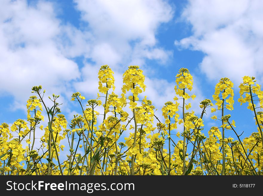 A yellow field with blue sky and white puffy clouds. A yellow field with blue sky and white puffy clouds.