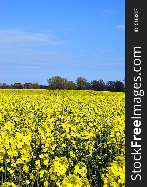 A yellow rape field with blue sky and white clouds.