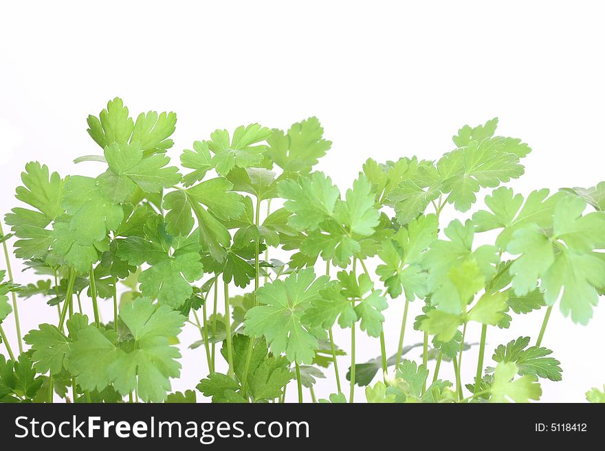 Green parsley leafs on white