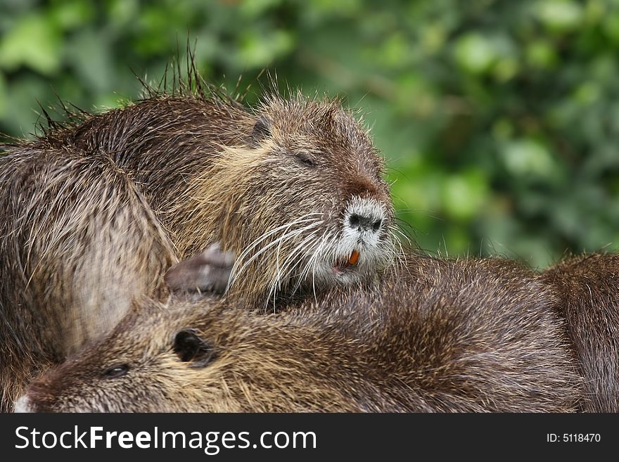 Bunch of groundhogs with green leaf background