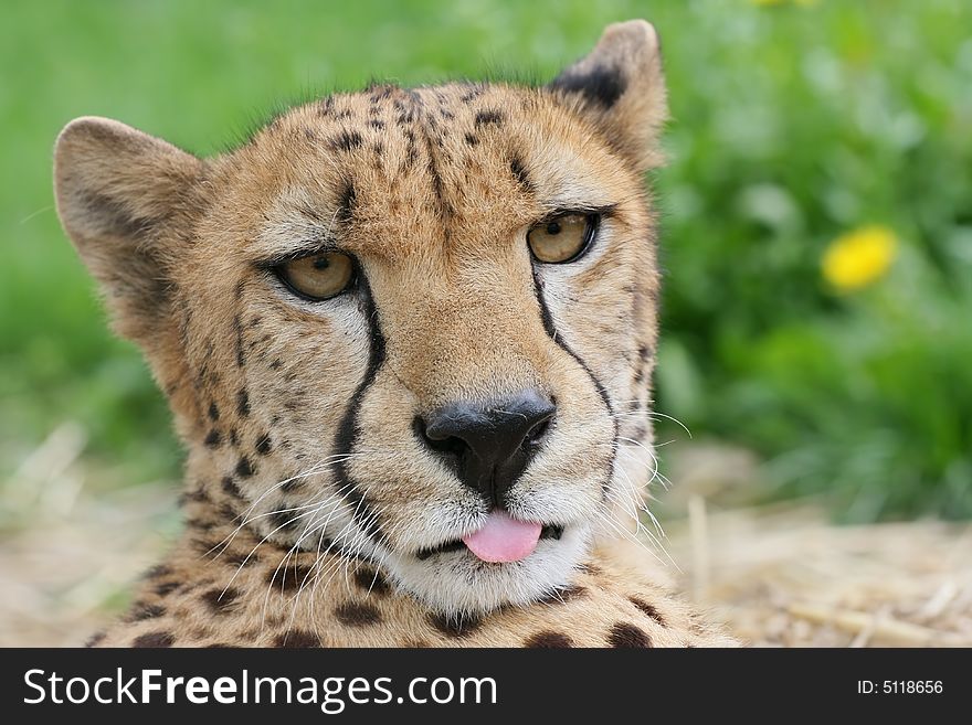 Close up portrait of cheetah