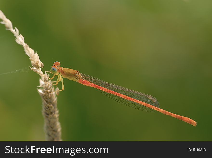 Close up of a damselfly