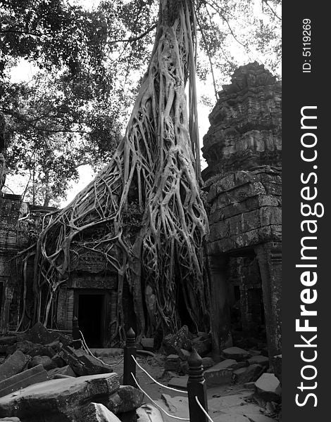 Jungle swallowing the ruins of the temples of Angkor in Cambodia. Jungle swallowing the ruins of the temples of Angkor in Cambodia
