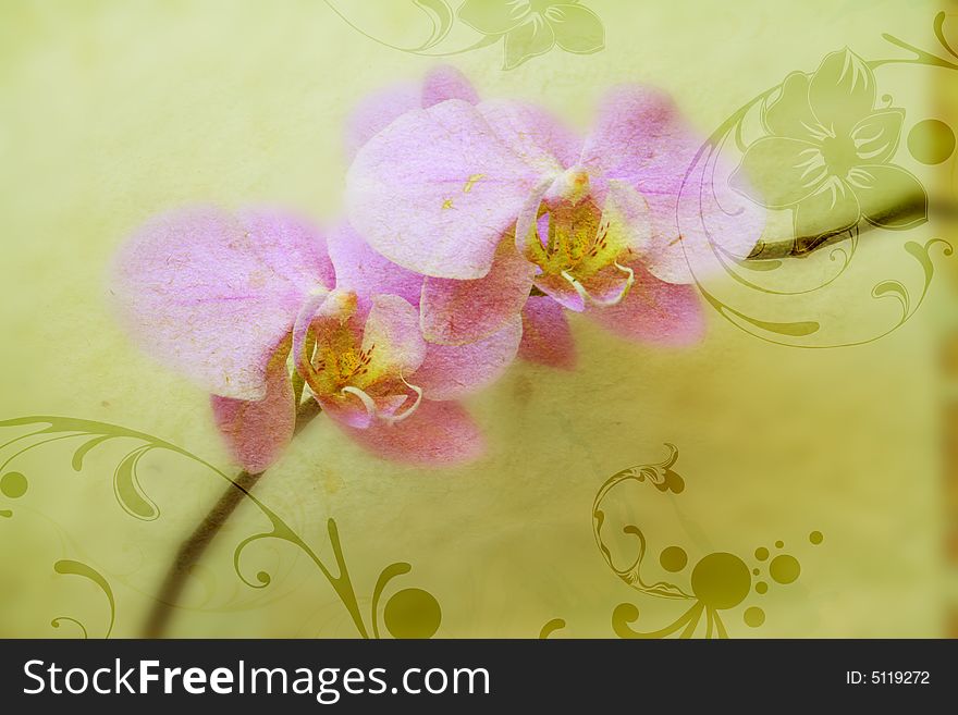 Orchids and decorative patterns on vintage paper