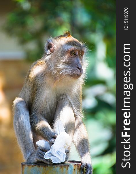 Forest monkey sitting on top of a pole