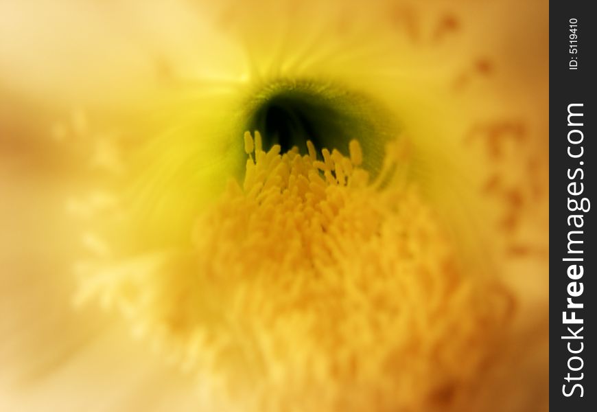 Cactus flower closeup. Macro photography. Cactus flower closeup. Macro photography.
