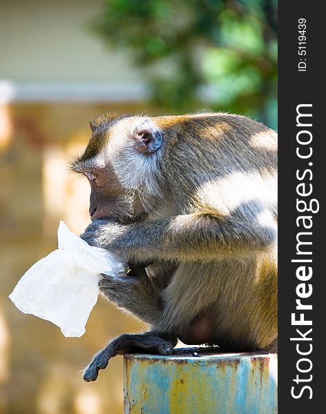 Forest monkey sitting on top of a pole