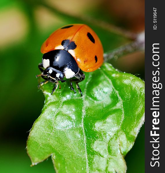 Ladybird on plant in meadow