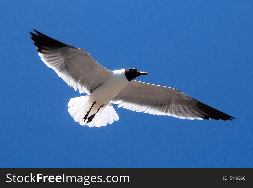 A single Black and white seagull gliding through the beautiful blue sky. A single Black and white seagull gliding through the beautiful blue sky.